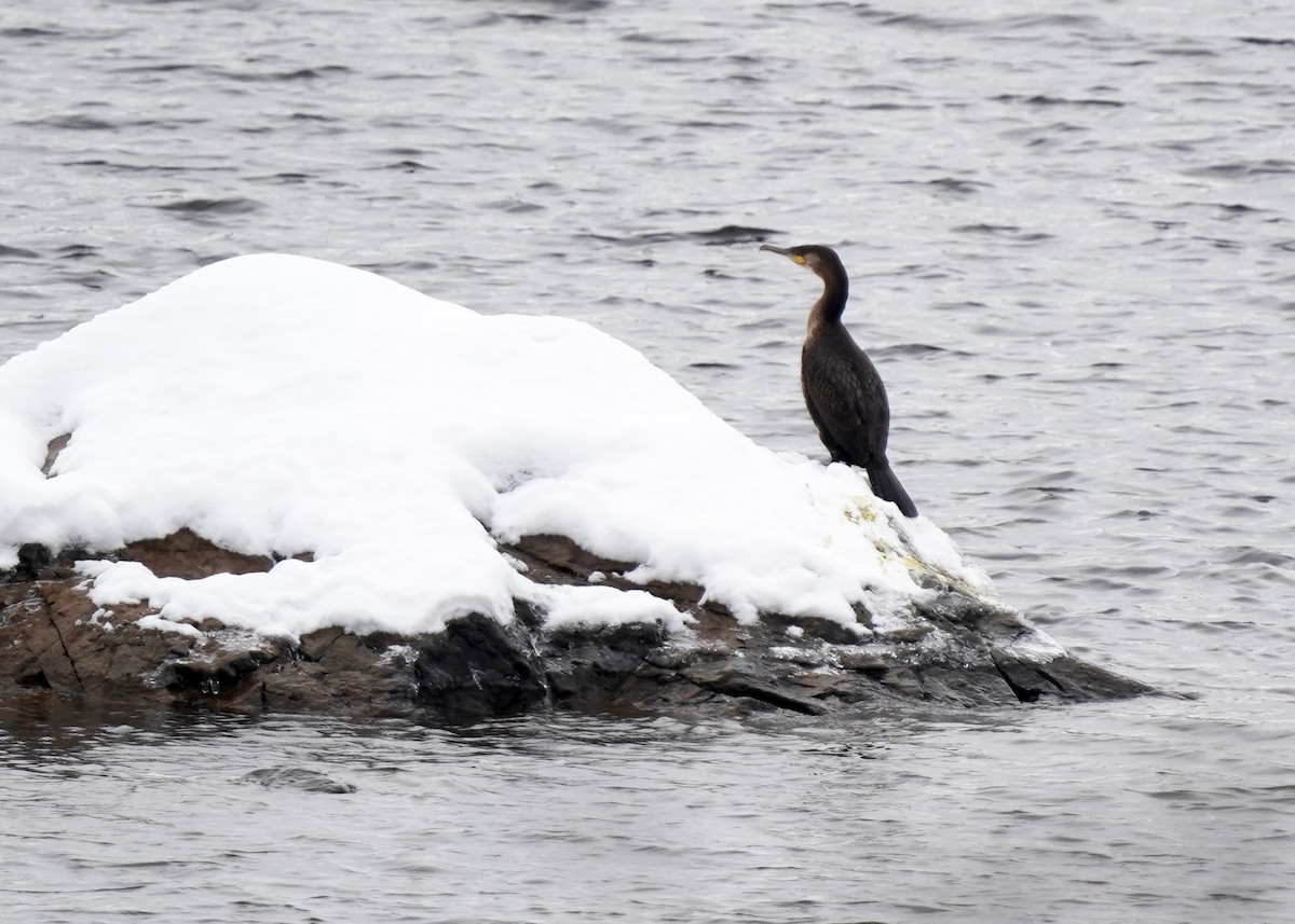 Cormoran à aigrettes - ML645495938