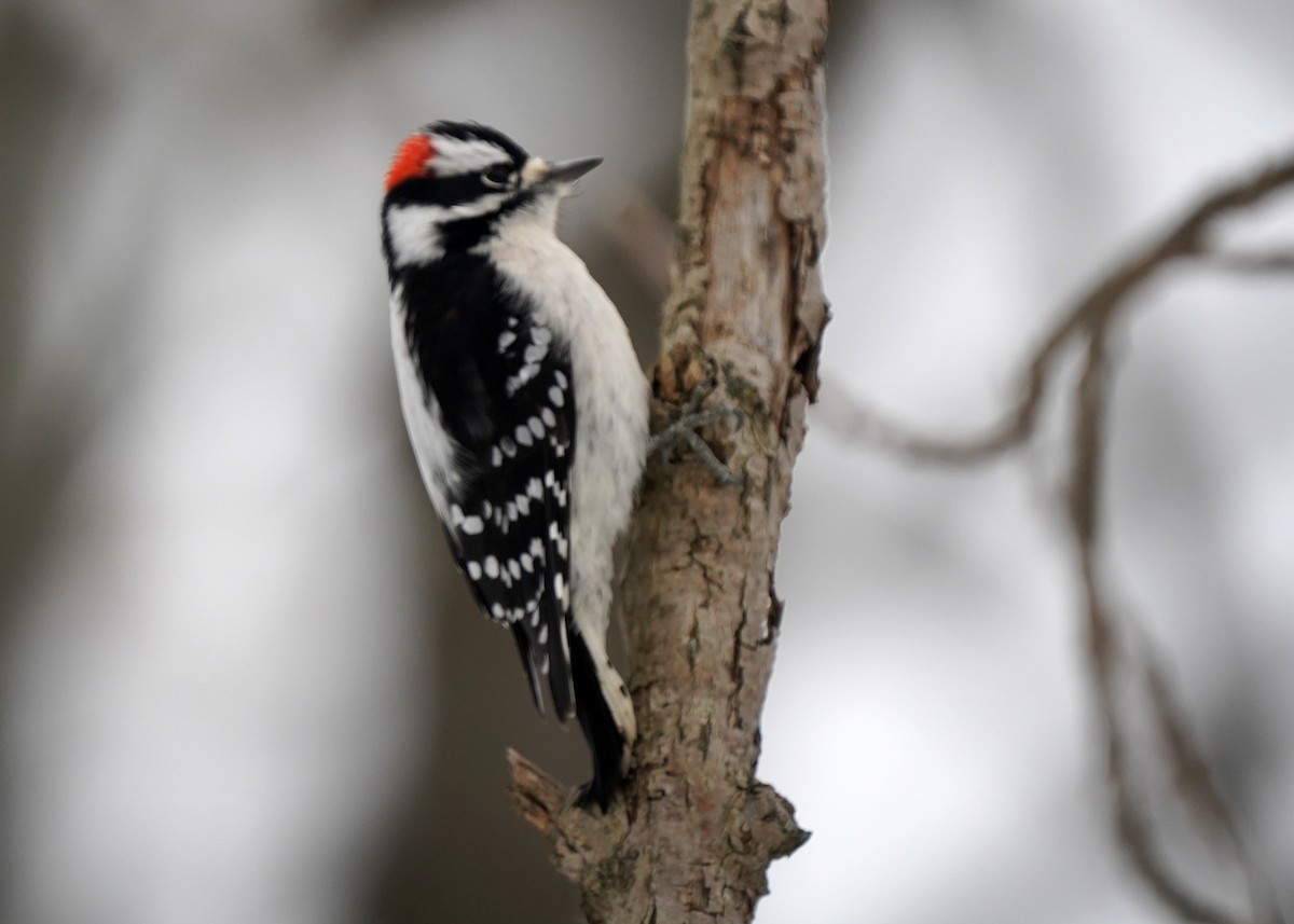 Downy Woodpecker - ML645495940