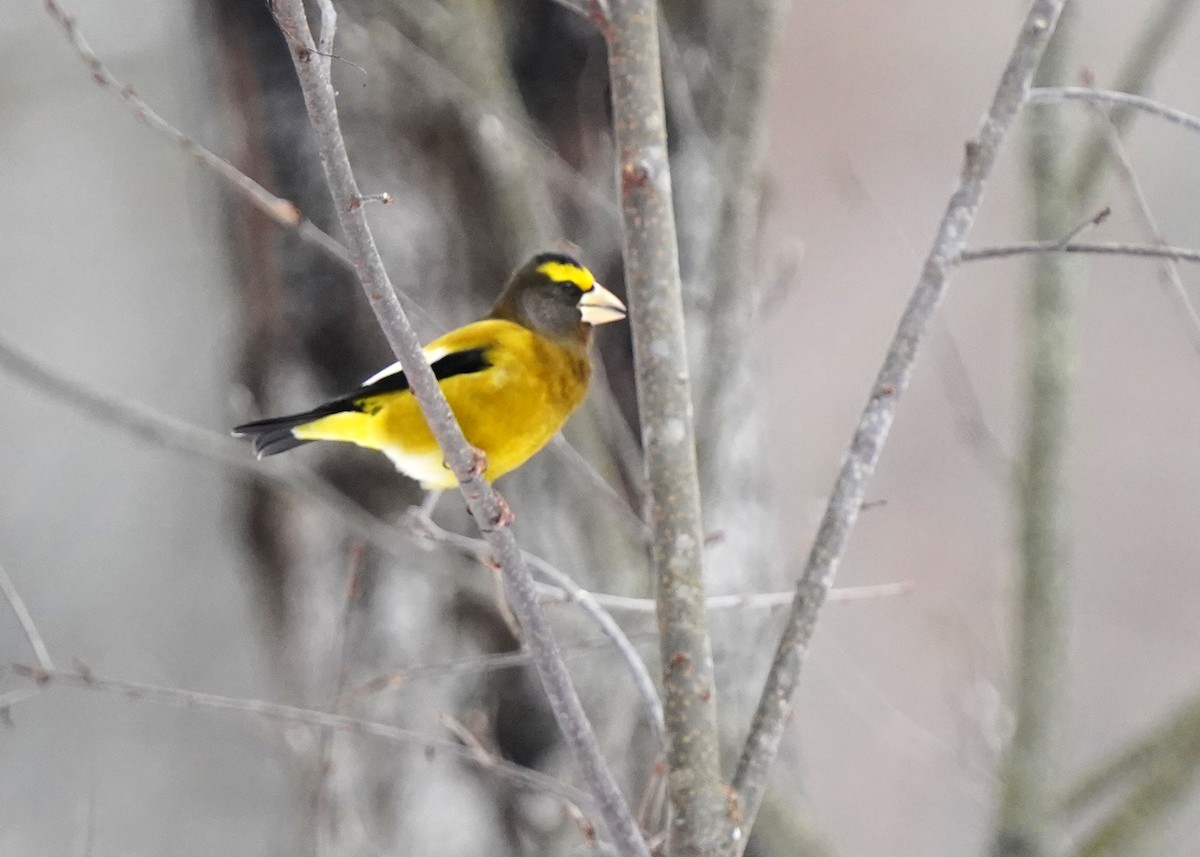 Evening Grosbeak - ML645495943