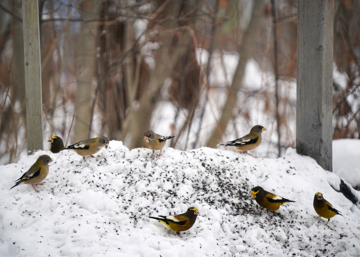 Evening Grosbeak - ML645495944