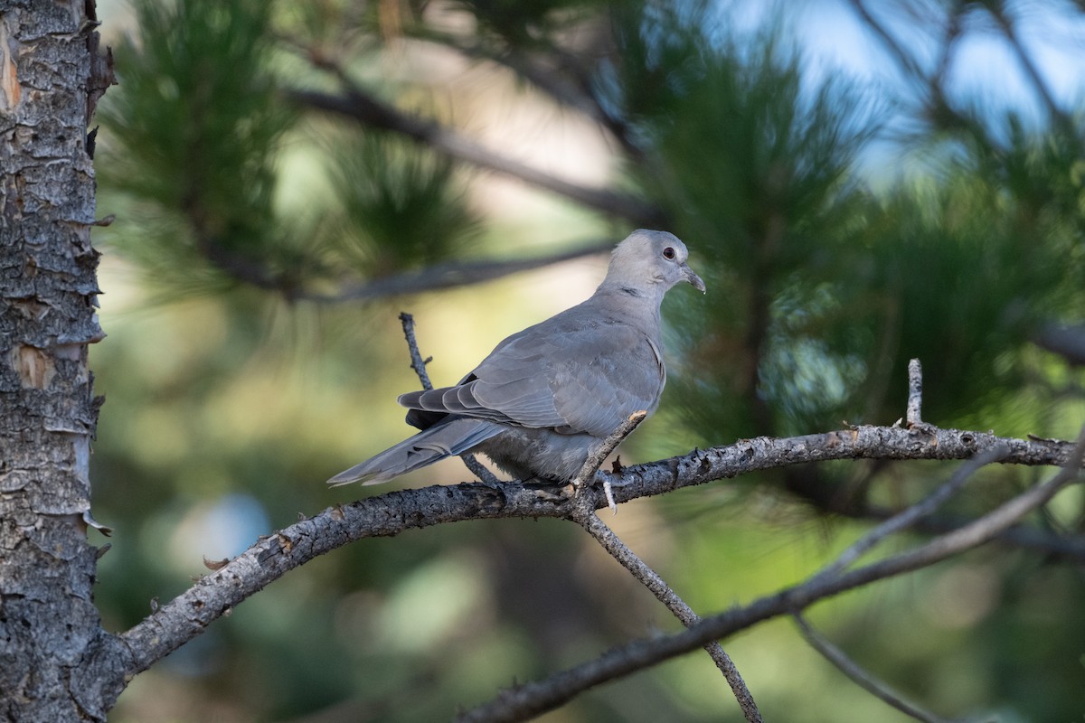 tyrkerdue - ML645495949