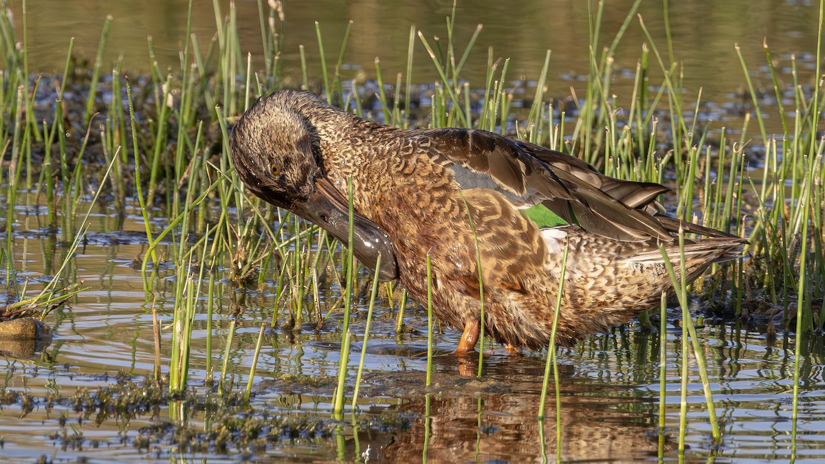 Northern Shoveler - ML645495952