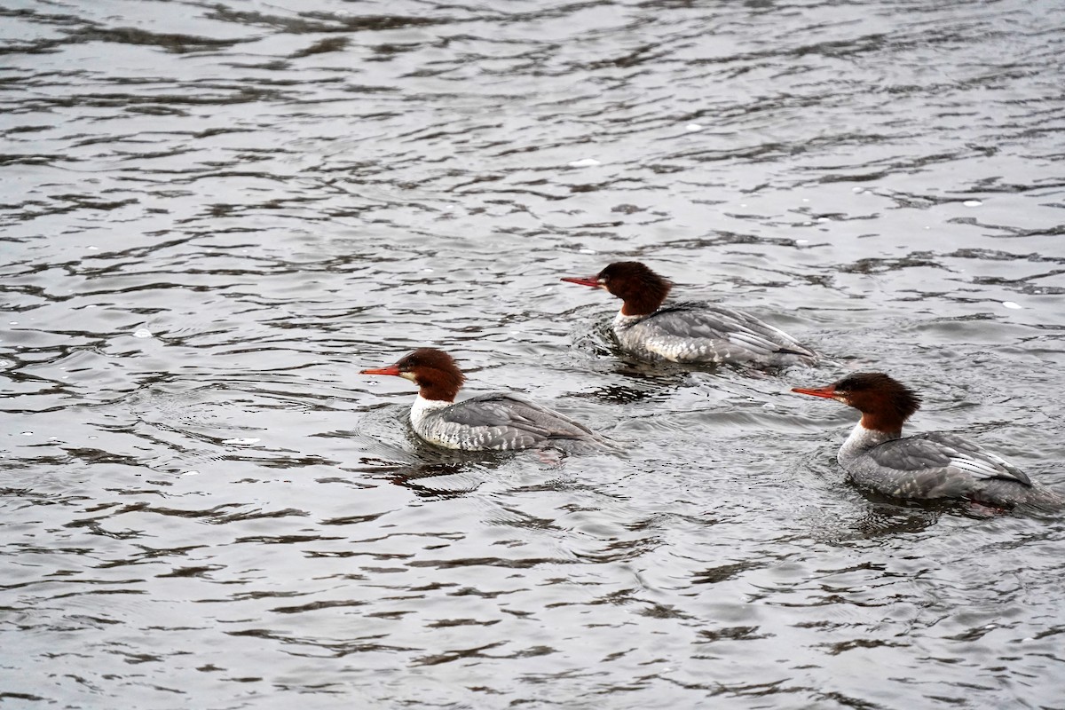 Common Merganser - ML645495954