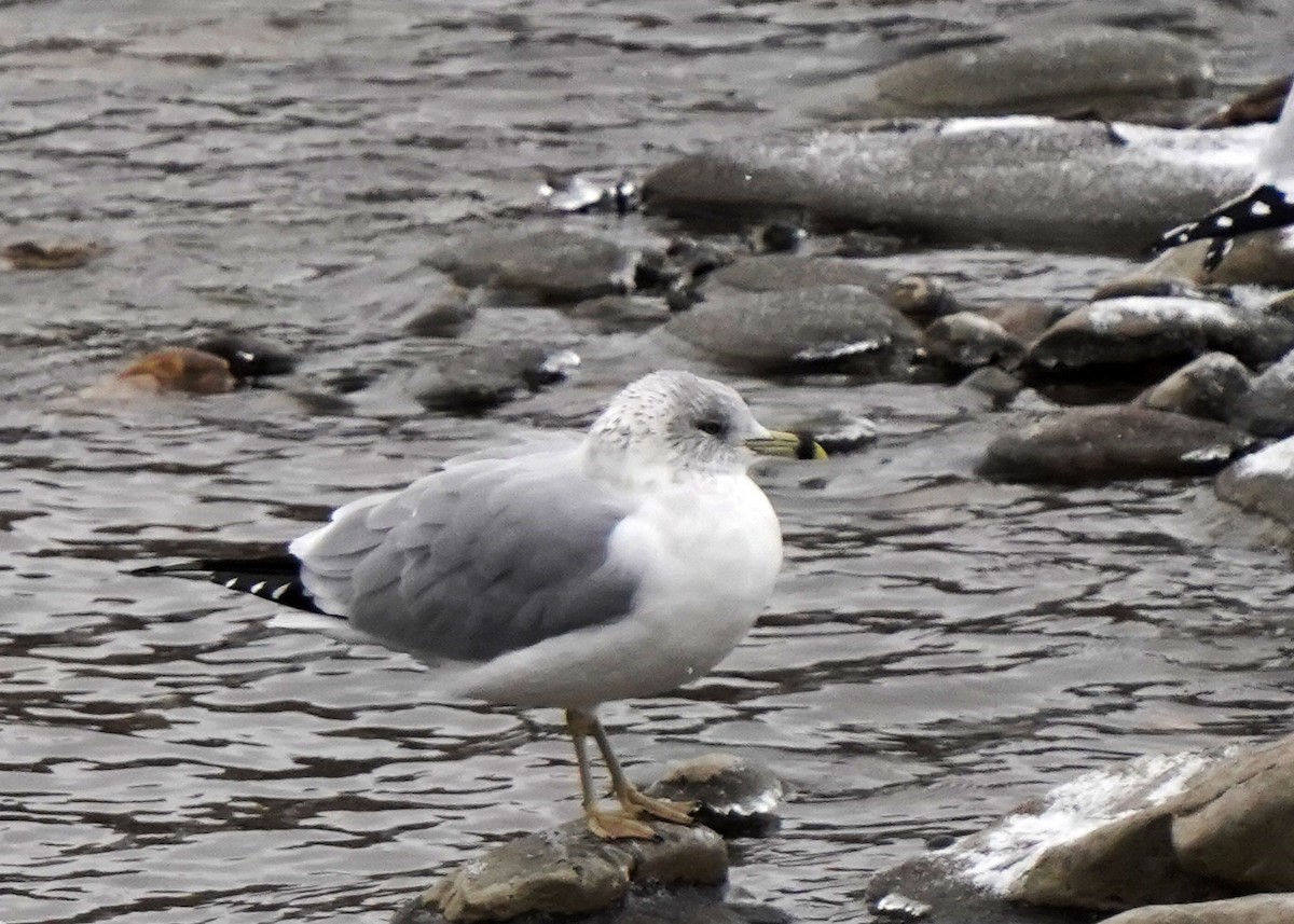 Ring-billed Gull - ML645495956