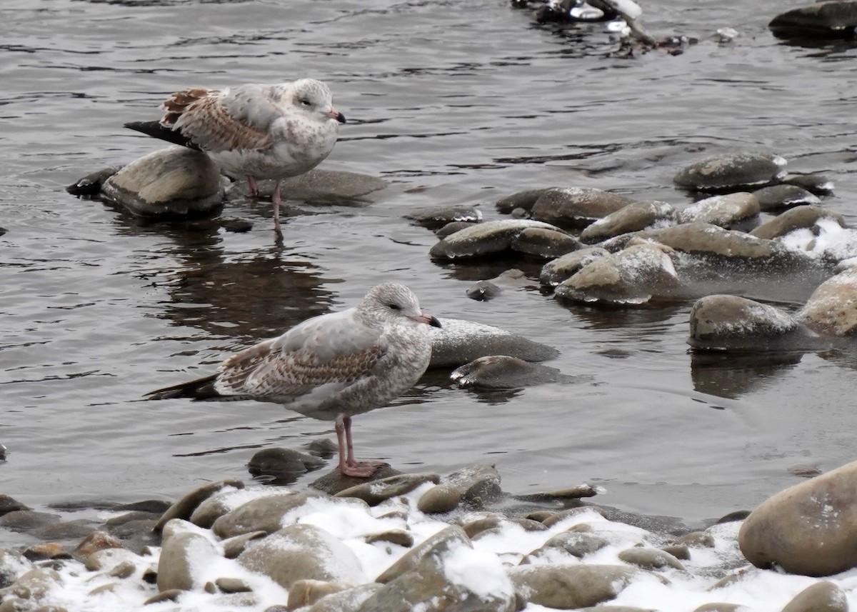 Ring-billed Gull - ML645495957
