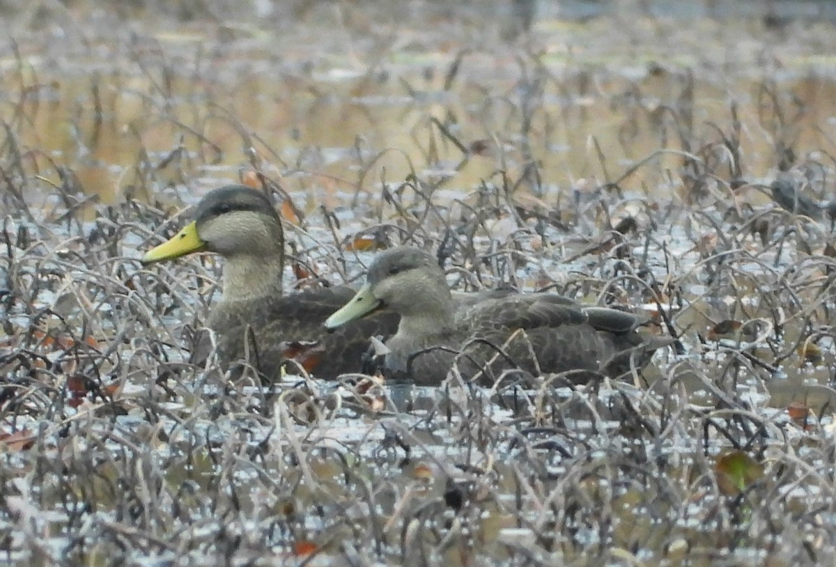 American Black Duck - ML645495958