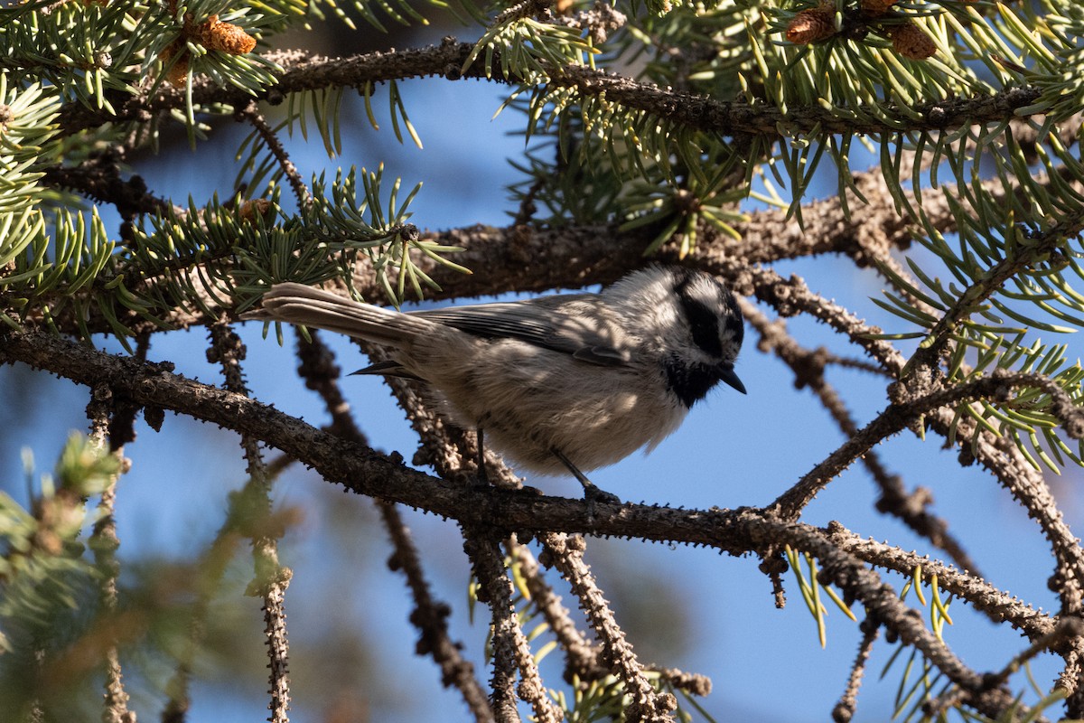 bergmeis - ML645495960