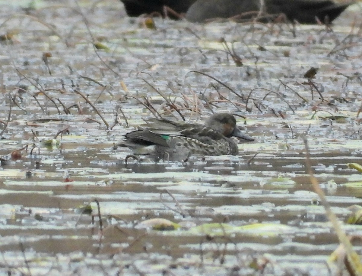 Green-winged Teal - ML645495968