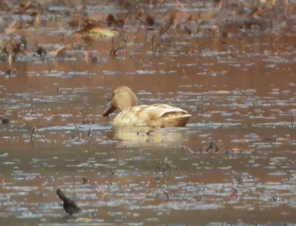 Mallard (Domestic type) - ML645495969