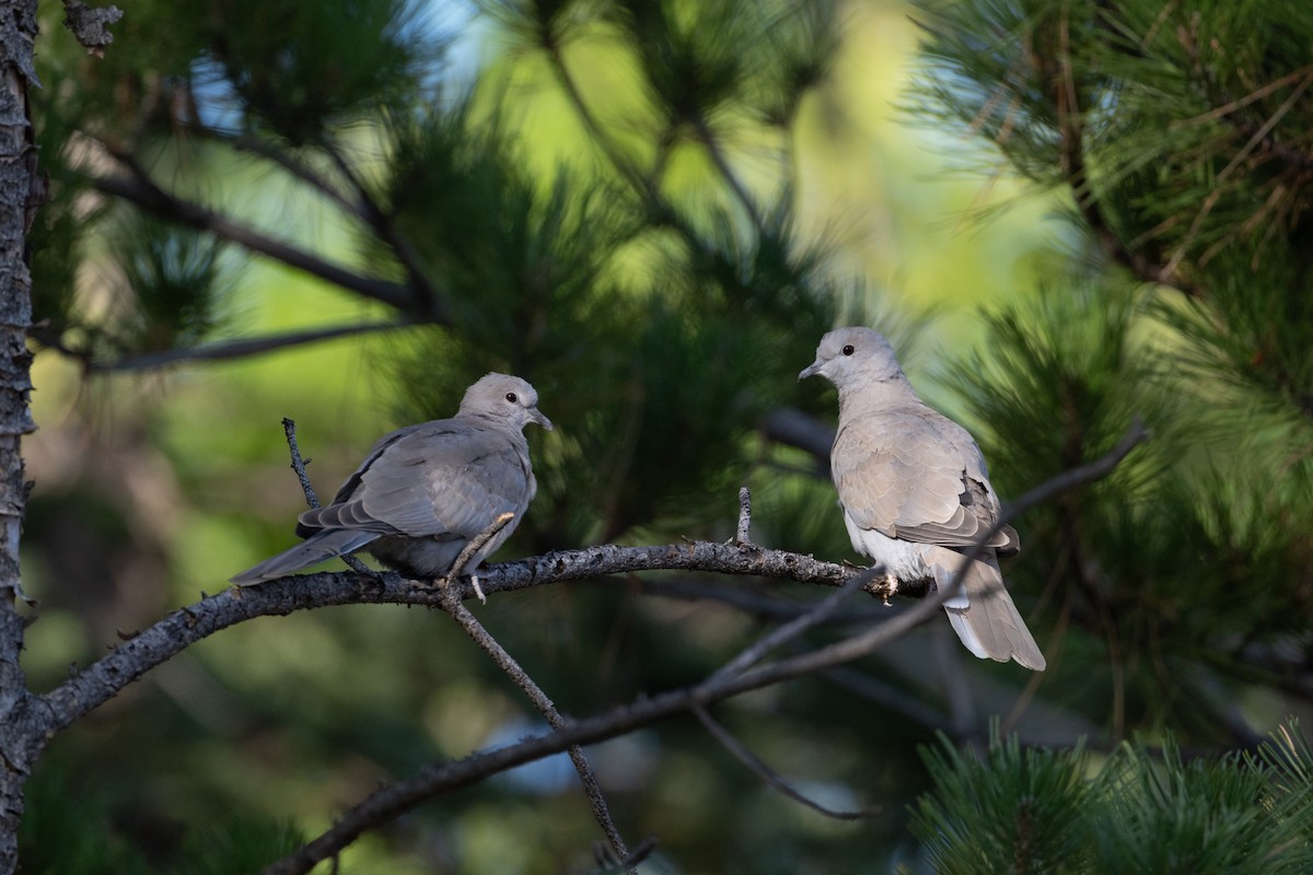 tyrkerdue - ML645495972