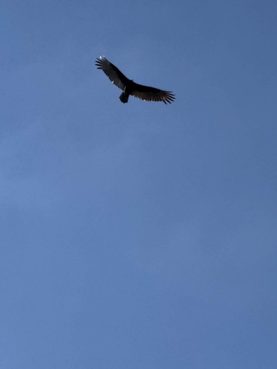 kondor krocanovitý - ML645495973