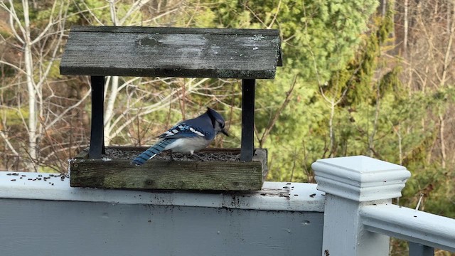 Blue Jay - ML645495975