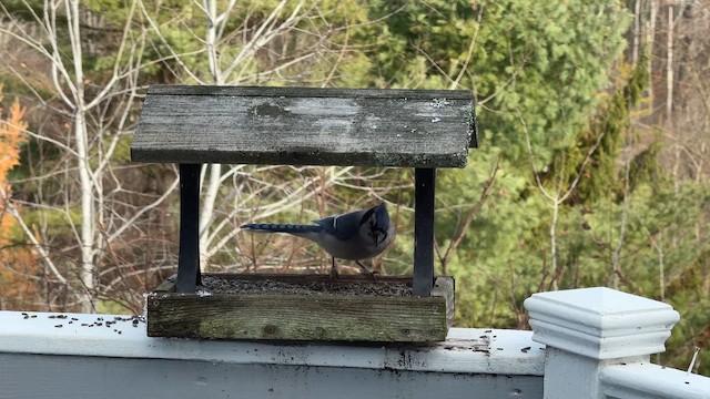 Blue Jay - ML645495976