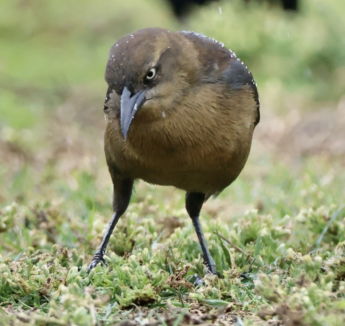 Great-tailed Grackle - ML645495980