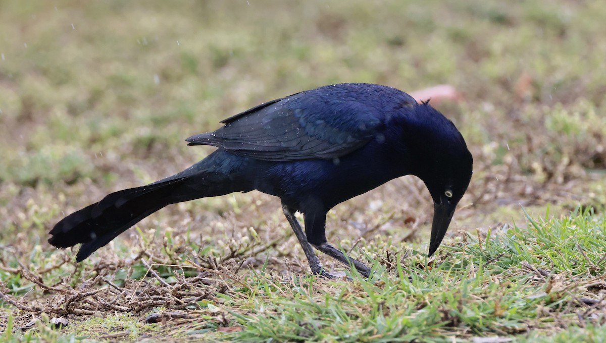 Great-tailed Grackle - ML645495981