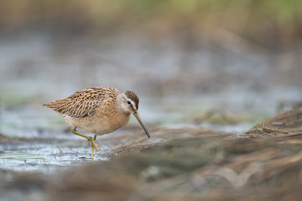 Short-billed Dowitcher - ML645495985
