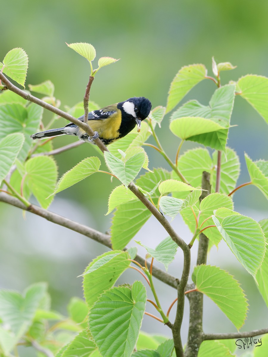 Green-backed Tit - ML645495996