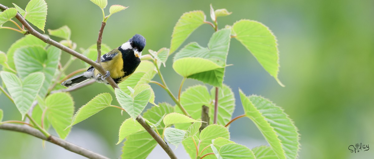 Green-backed Tit - ML645495997