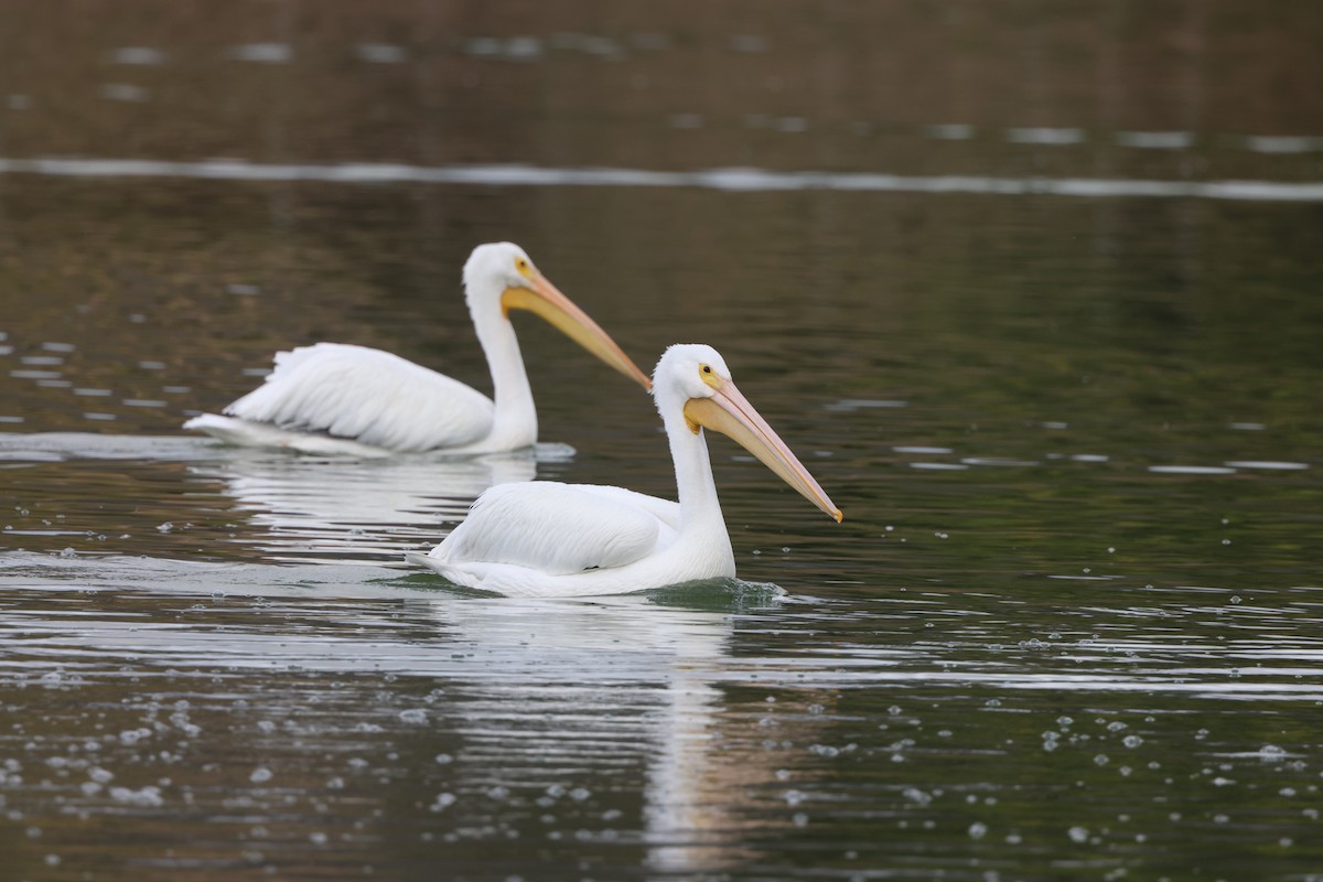 アメリカシロペリカン - ML645496010