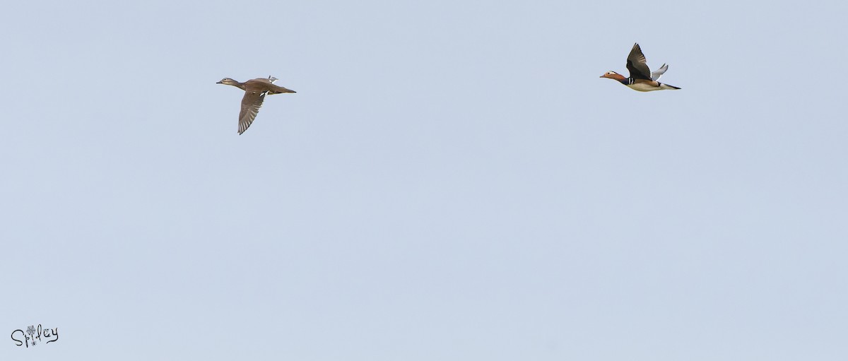 kachnička mandarínská - ML645496025