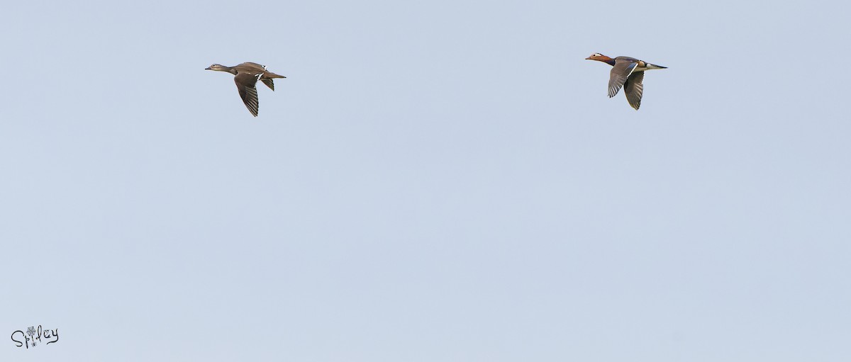 kachnička mandarínská - ML645496026