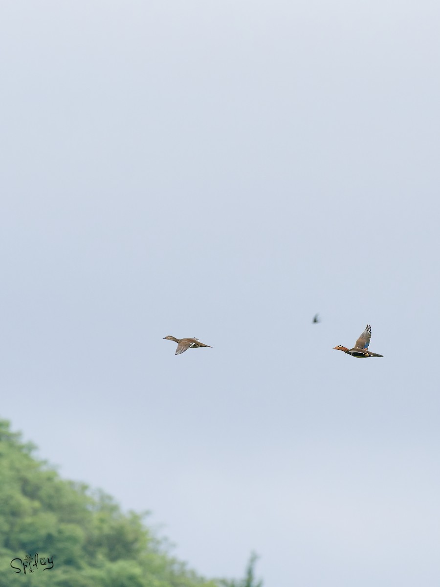 kachnička mandarínská - ML645496027