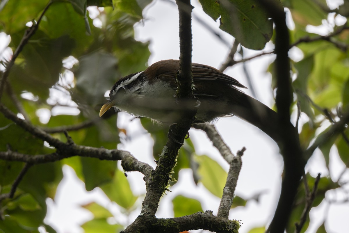 スリランカマルハシ - ML645496030