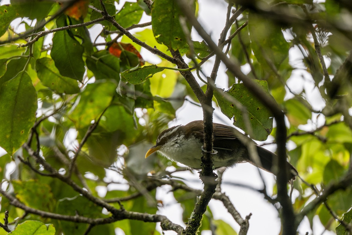 スリランカマルハシ - ML645496032