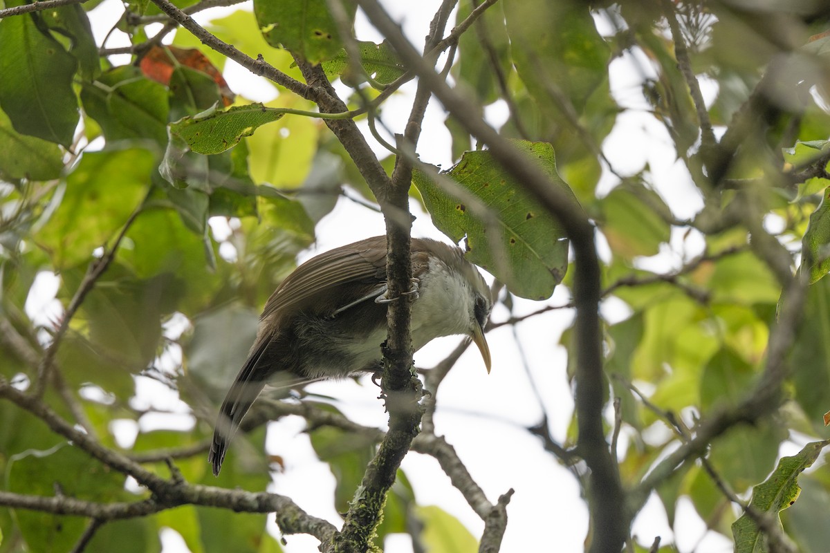 スリランカマルハシ - ML645496033