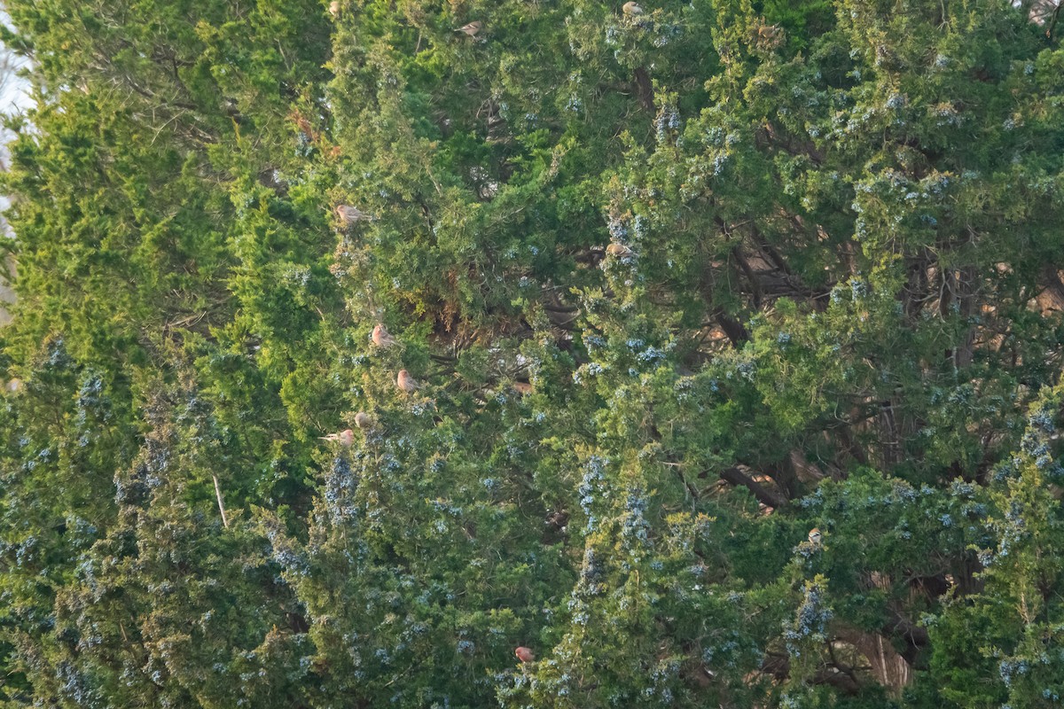 メキシコマシコ - ML645496046