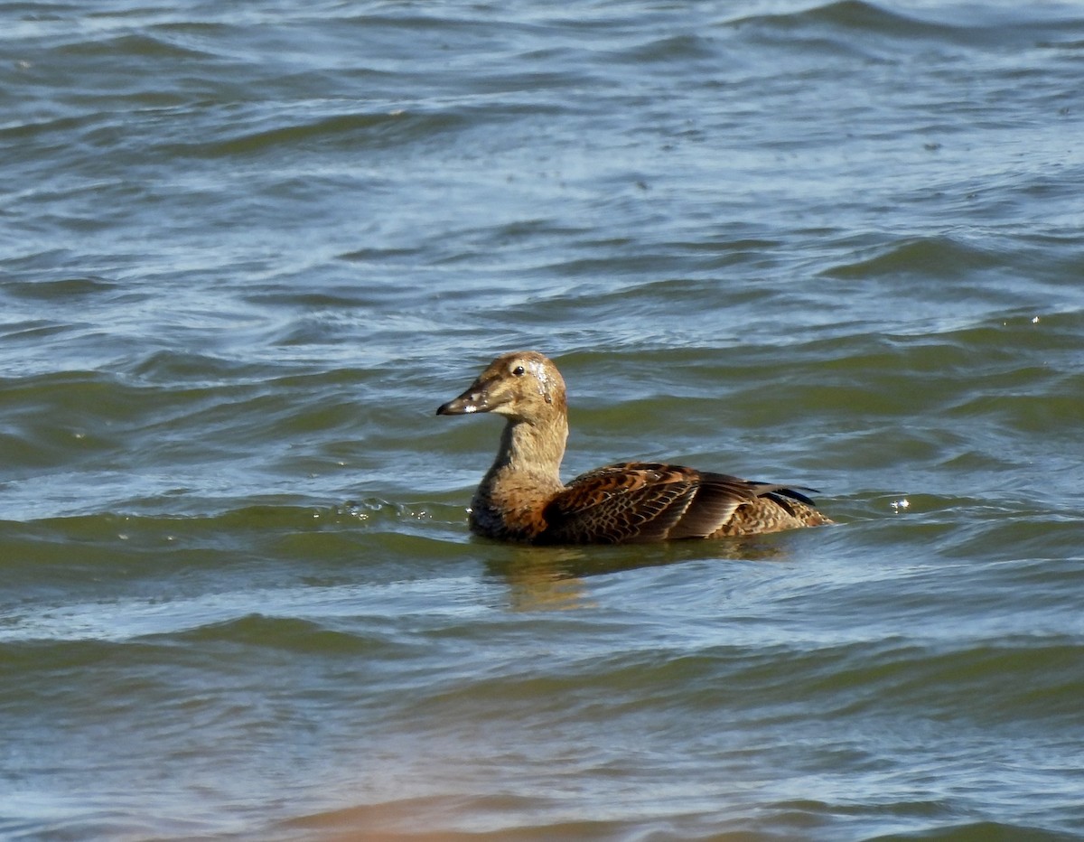 ケワタガモ - ML645496048