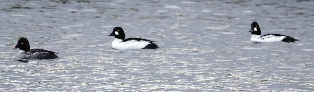 ホオジロガモ - ML645496050