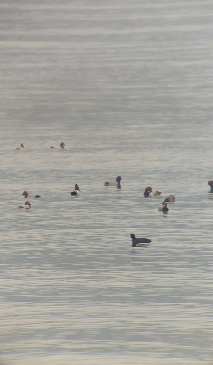 ホシハジロ - ML645496052