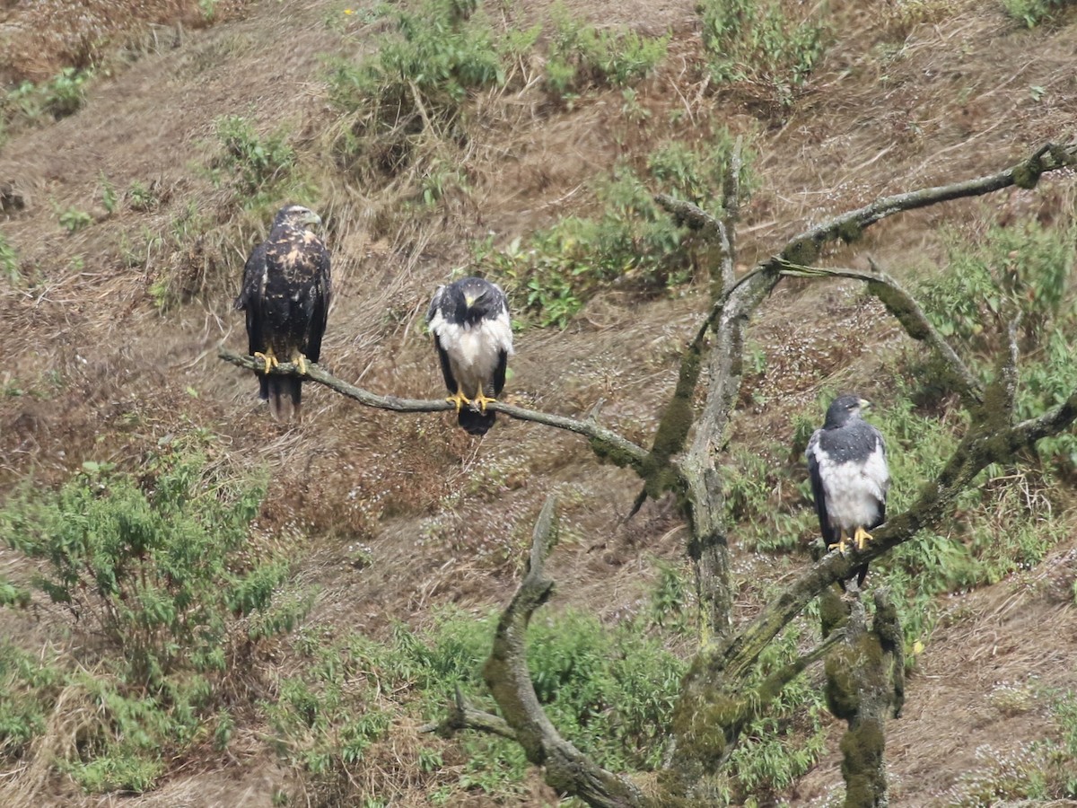 ワシノスリ - ML645496056