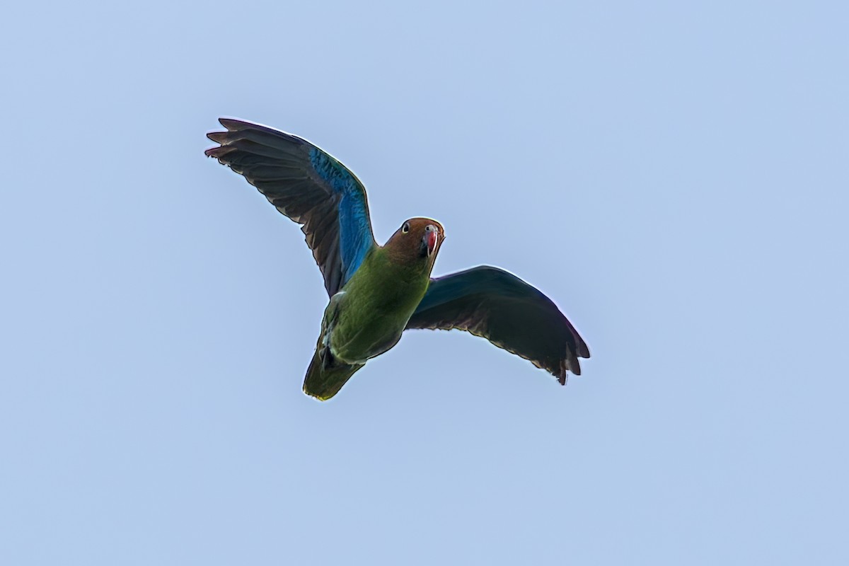 アカガオインコ - ML645496059