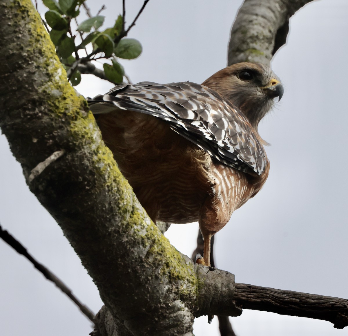 カタアカノスリ - ML645496064