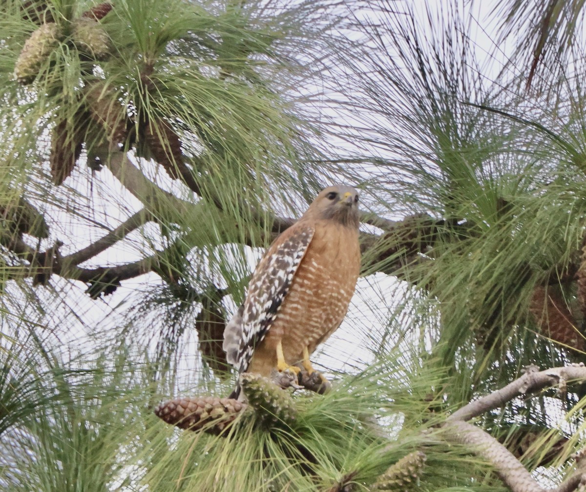 カタアカノスリ - ML645496067