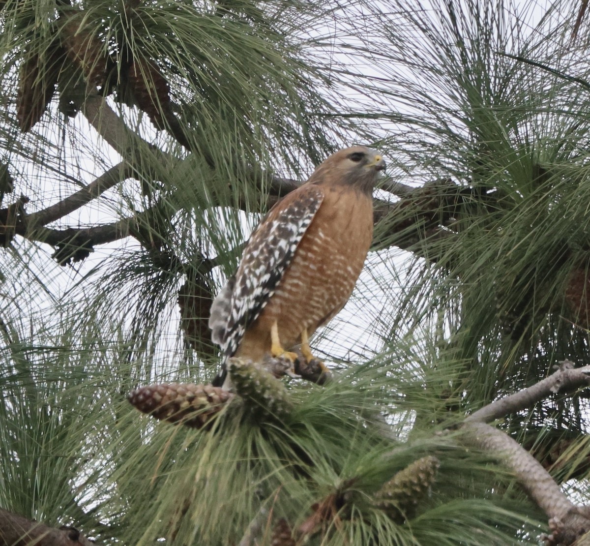 カタアカノスリ - ML645496068