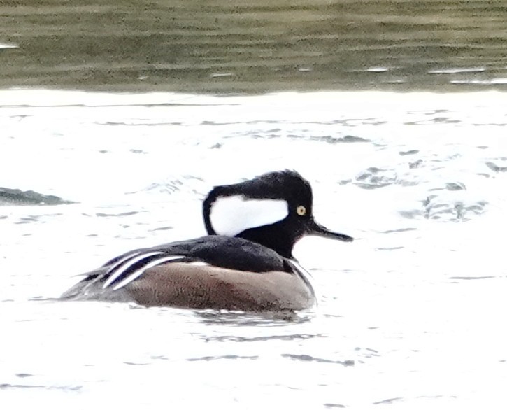 オウギアイサ - ML645496069