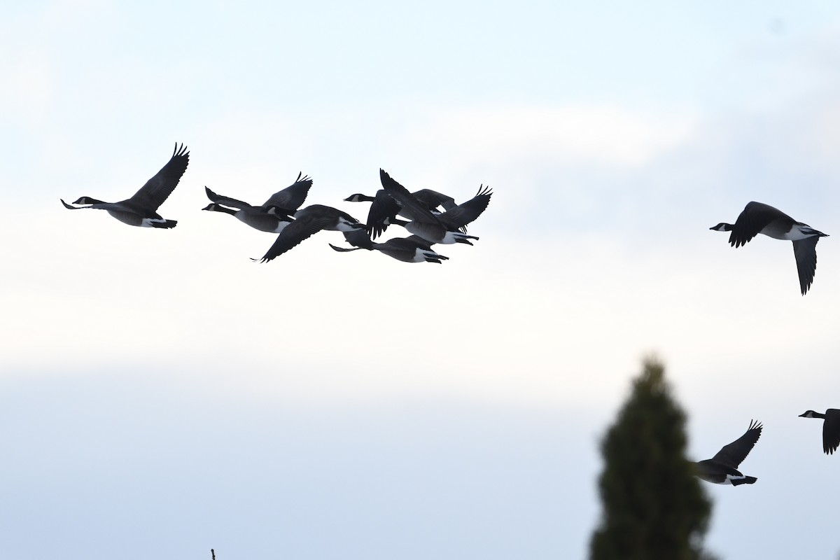 カナダガン - ML645496071