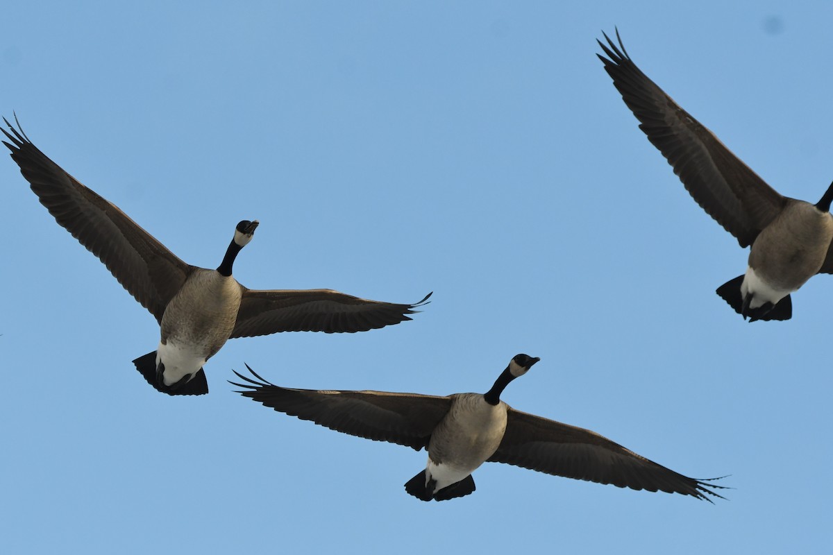 カナダガン - ML645496072