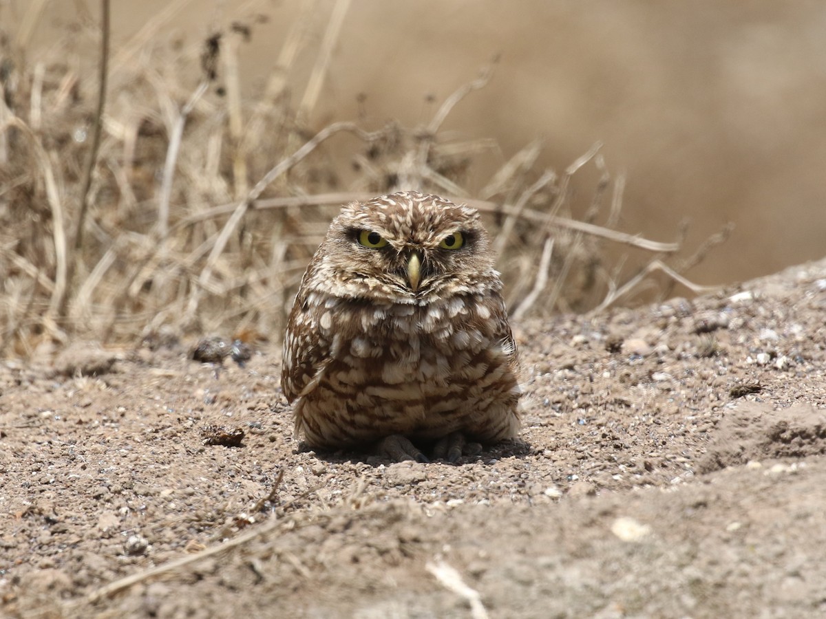 アナホリフクロウ - ML645496073