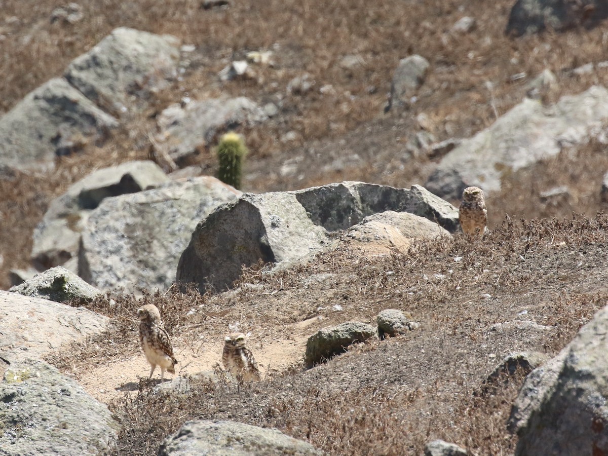 アナホリフクロウ - ML645496074