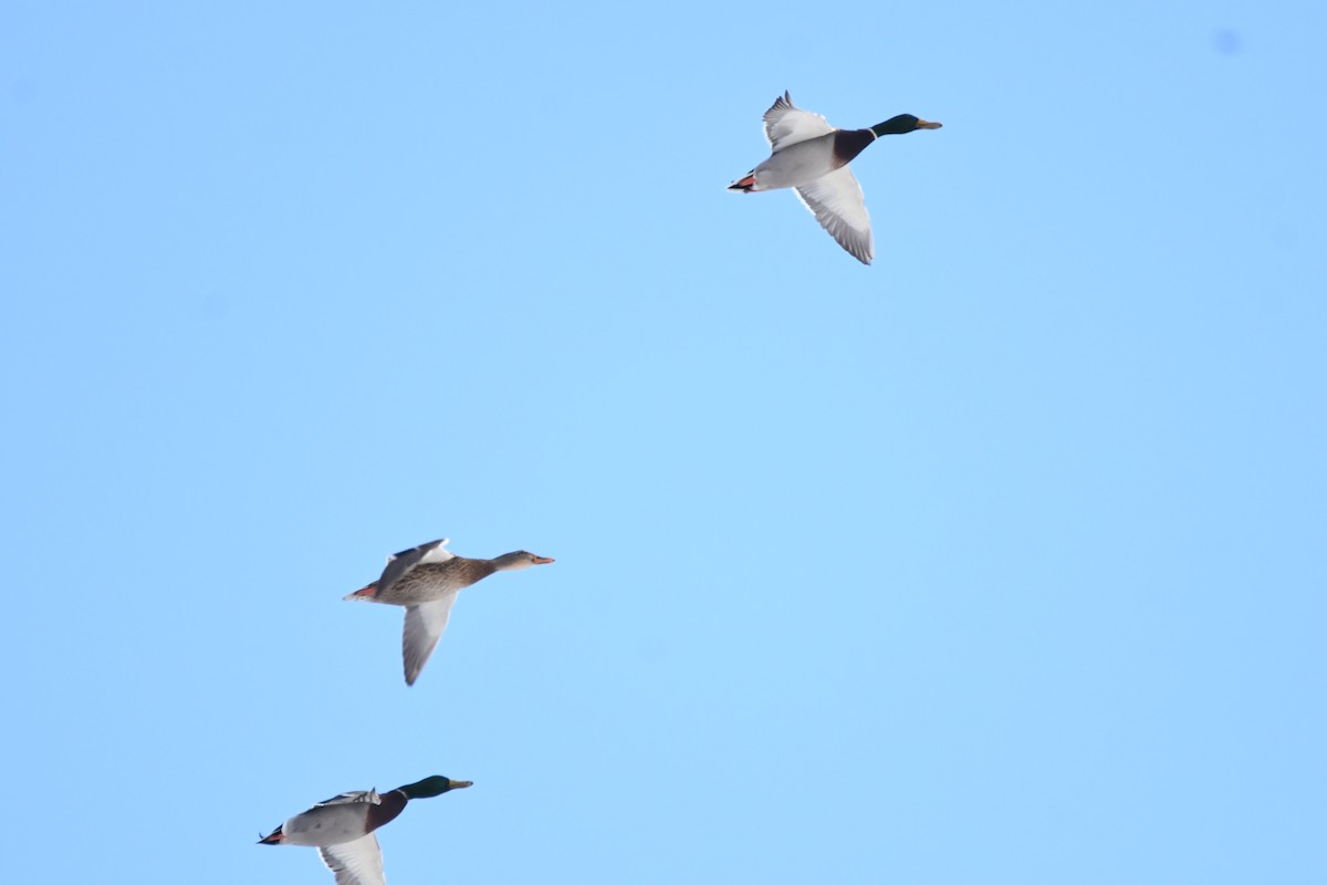 マガモ - ML645496075