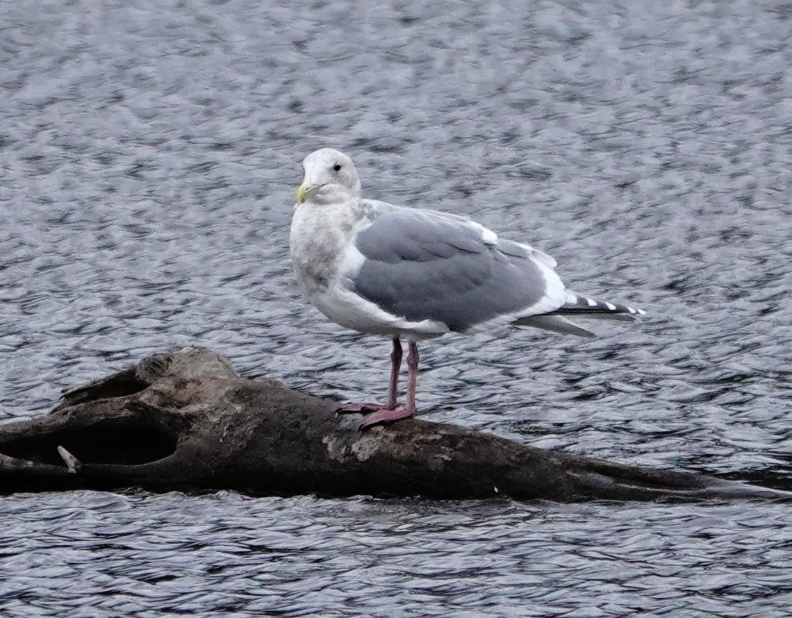雑種 アメリカオオセグロカモメ ｘ ワシカモメ - ML645496076
