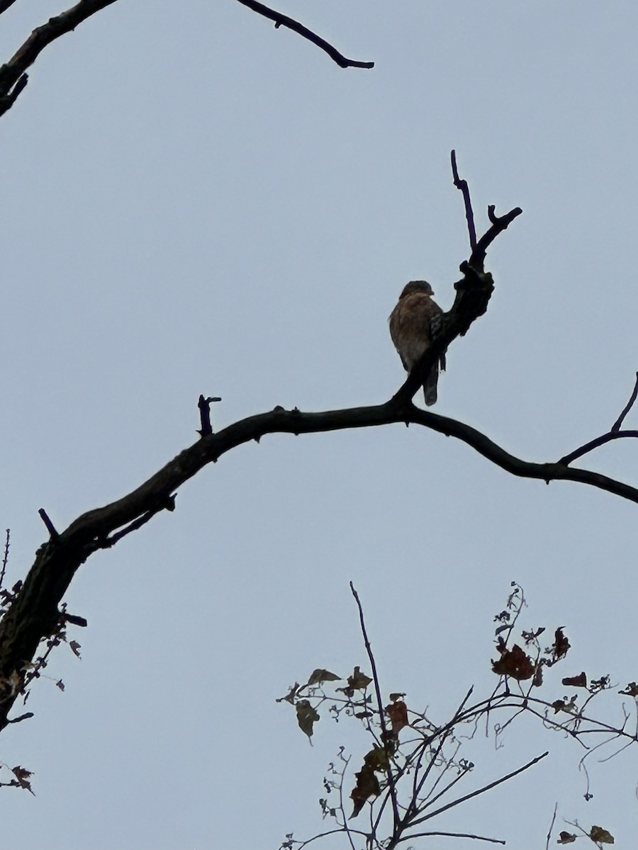 カタアカノスリ - ML645496077