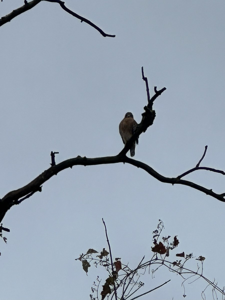 カタアカノスリ - ML645496083