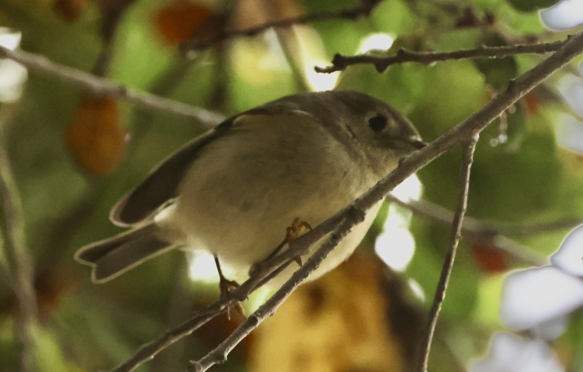 Ruby-crowned Kinglet - ML645496084