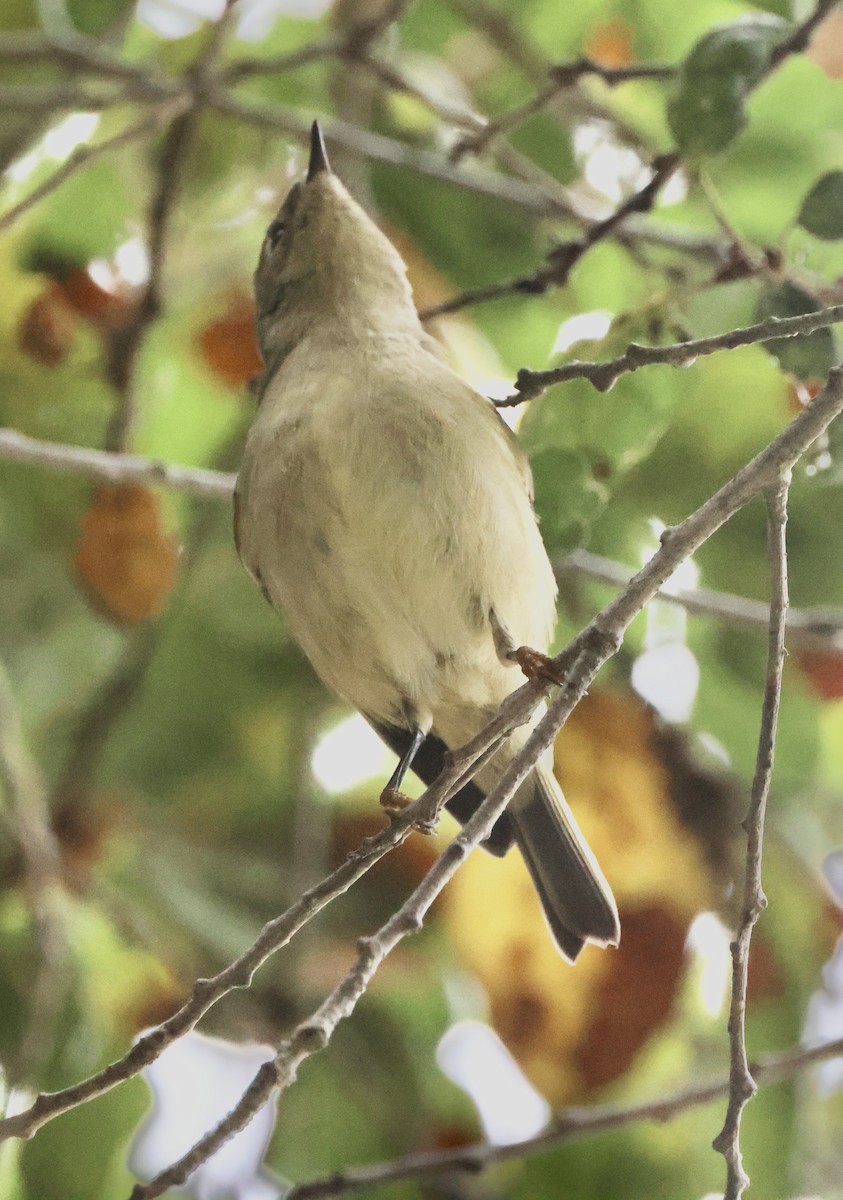 Ruby-crowned Kinglet - ML645496085
