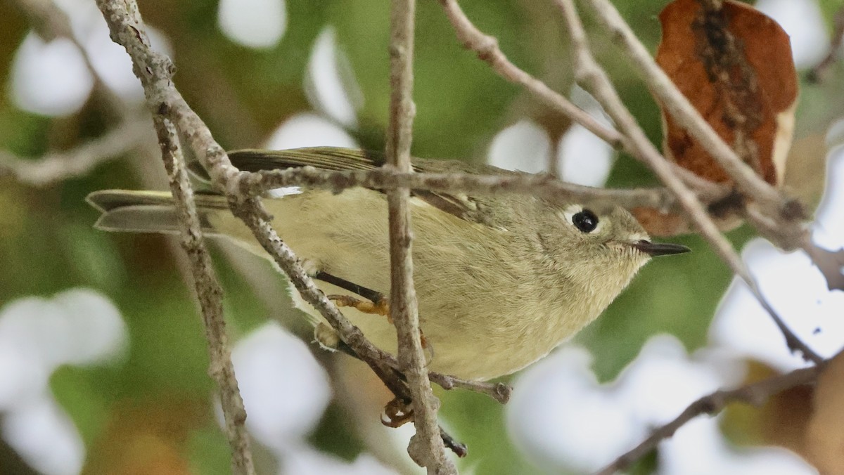 Ruby-crowned Kinglet - ML645496086